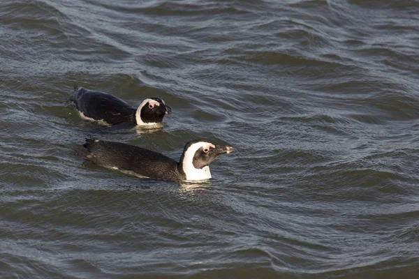 Foto Van Twee Pinguïns Zwemmen Namibië — Stockfoto