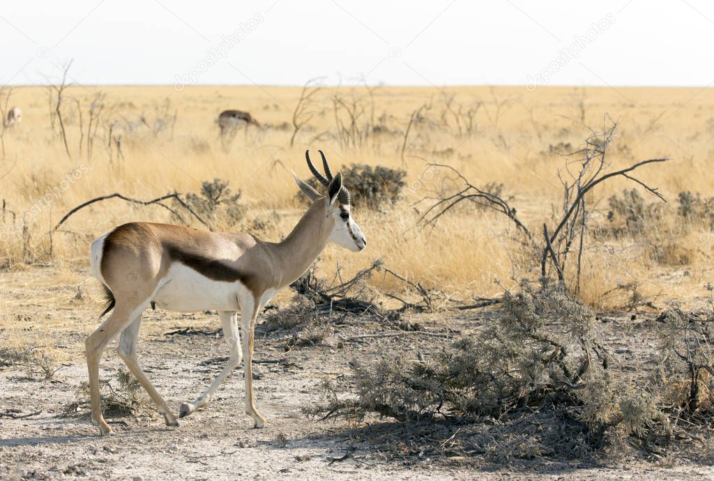 A springboks in namibian savannah, Namibia