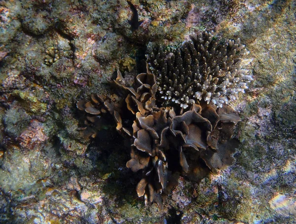 Den Tropiske Asien Havet Reef Detaljer Visning - Stock-foto