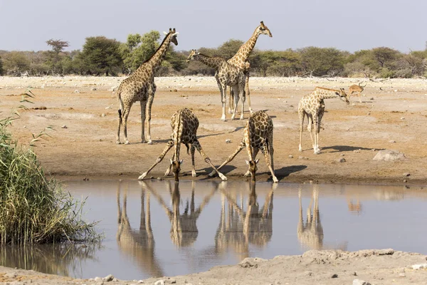 Deux Girafes Buveuses Namibie Avec Réflexion Avec Autres Animaux — Photo