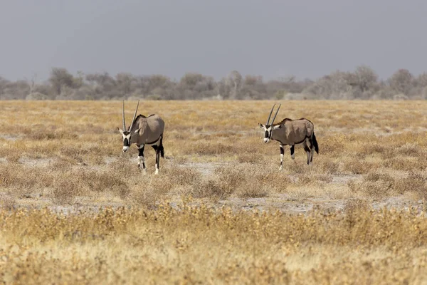 Pareja Gemsbock Beisa Oryx Gazella Encuentra Sabana Namibia —  Fotos de Stock