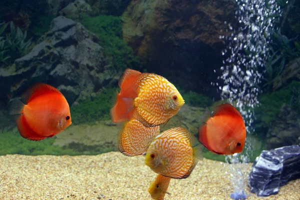 Une Belle Couleur Principalement Rouge Poissons Discus Dans Aquarium — Photo