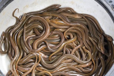 Vietnam 'da pazarda bir sepet yılan balığı
