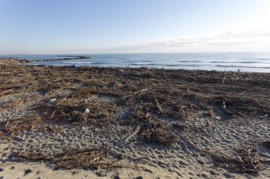 Orman ve atık fırtınadan sonra sahilde taşınıyor. 