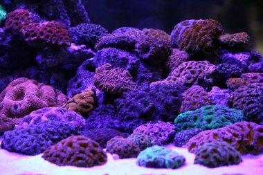 Mavi ışıklar altında güzel mercan resif akvaryumu