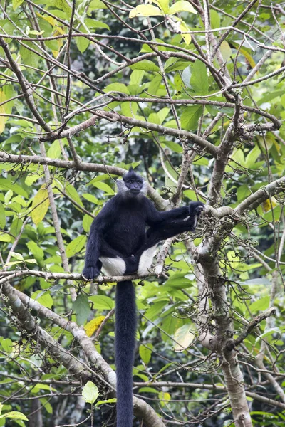 Ein Schwarz Weißer Gibbon Auf Einem Baum Vietnam — Stockfoto