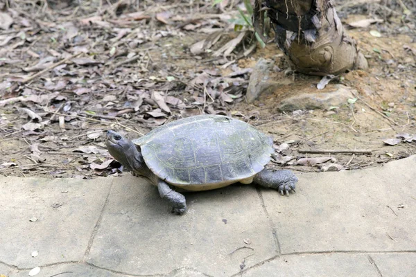 Большая Черепаха Национальном Парке Вьетнам Вьетнам — стоковое фото