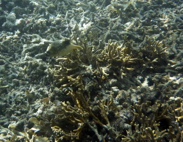 Peixes Cão Nadando Recife Indonésia — Fotografia de Stock