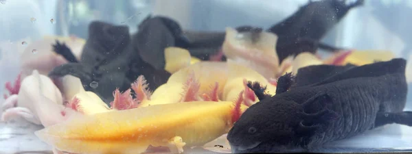 Groupe Amphibiens Axolotls Colorés Vendus Marché Pour Les Aquariophiles — Photo
