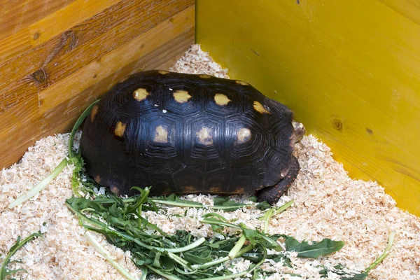 Sort Spids Skildpadde Fangenskab Butikken - Stock-foto