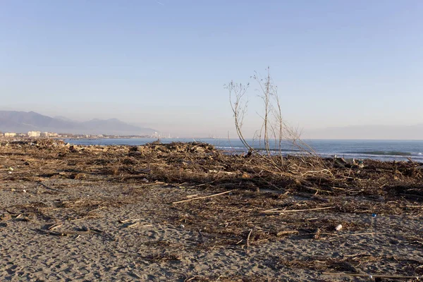 Bosques Residuos Transportados Por Mar Playa Después Una Tormenta — Foto de Stock