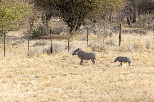 Family Wild Porks Namibia — Stock Photo, Image