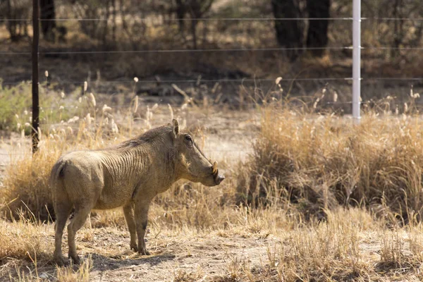 Solitary Wild Pork Namibia Photo — Stock Photo, Image