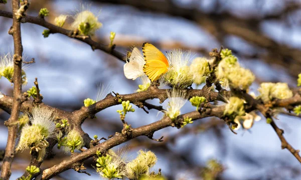 Nahaufnahme Eines Gelben Schmetterlings Auf Einem Baum Namibia — Stockfoto