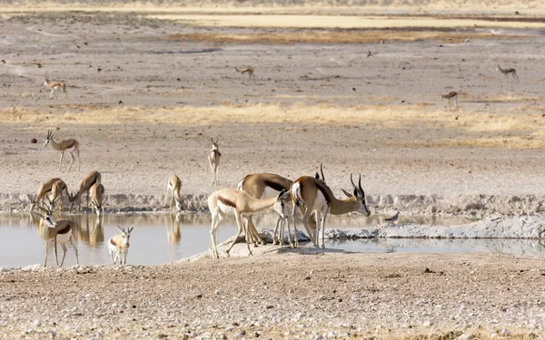 Grupo Springboks Namibian Savannah Namibia —  Fotos de Stock