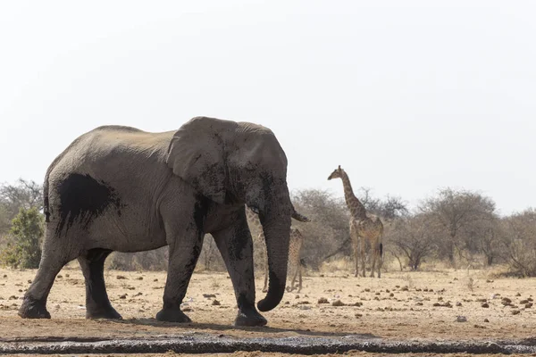 Énorme Éléphant Afrique Dans Savane Namibienne — Photo