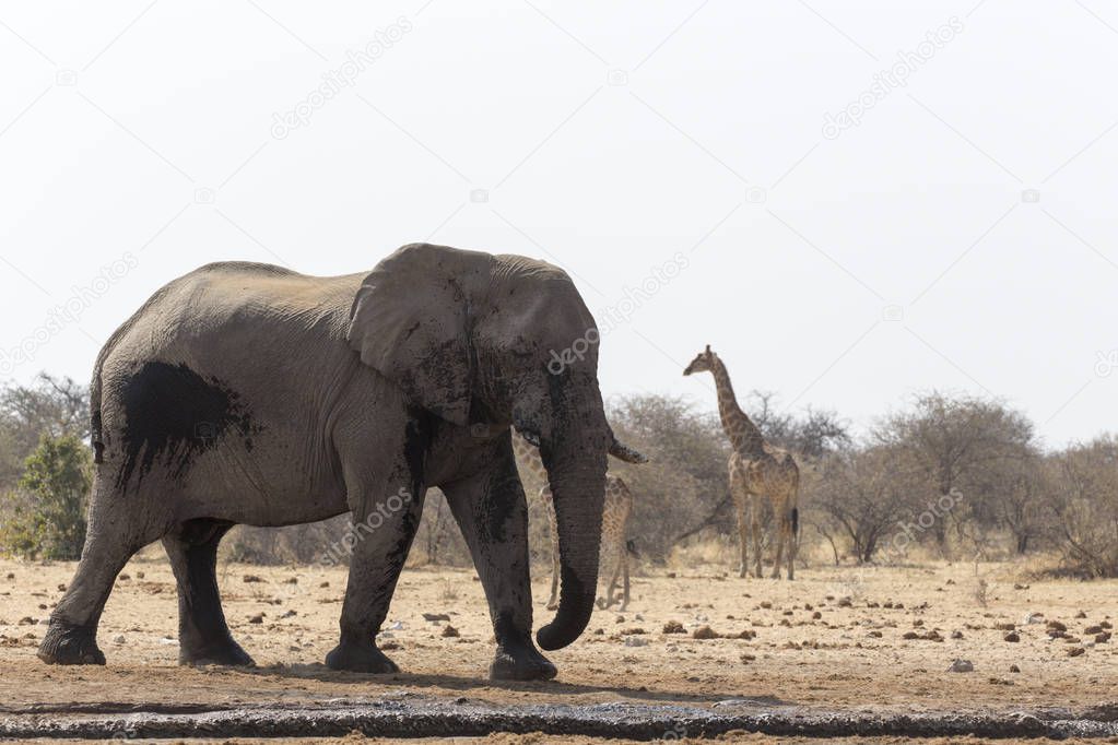 Huge african elephant in namibia savannah