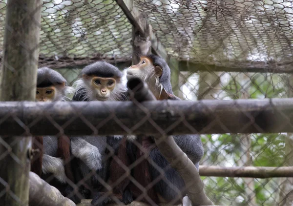 Rettungszentrum für Primaten — Stockfoto