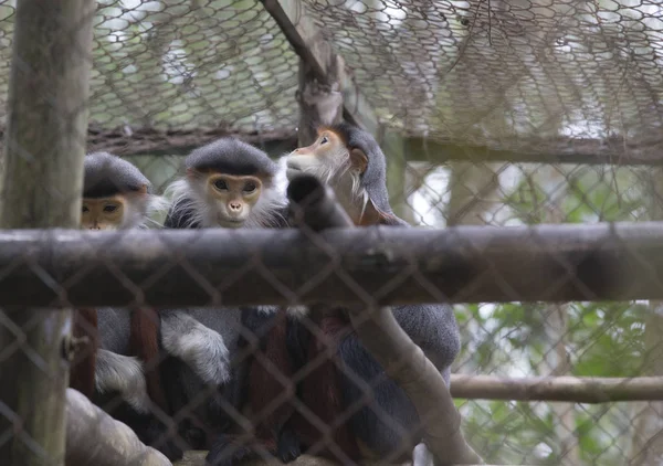 Centro de rescate para primates —  Fotos de Stock