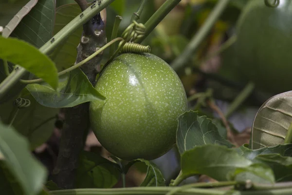 Uma grande fruta verde na árvore — Fotografia de Stock