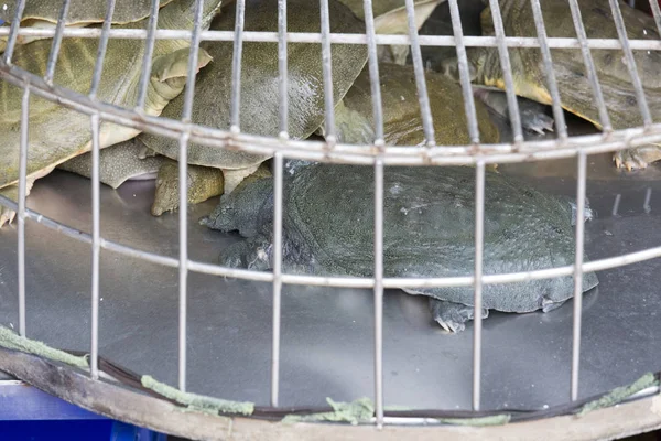 Läckra sköldpaddor på fiskmarknaden — Stockfoto