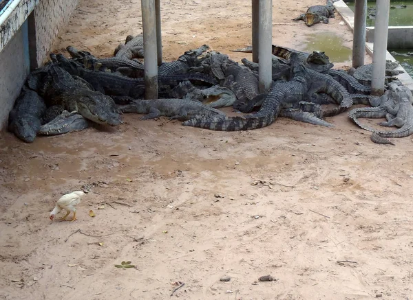 Een Foto Van Een Krokodillenboerderij Cambodja — Stockfoto