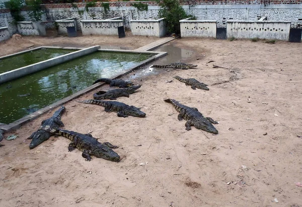 Krokodillenboerderij in Cambodja — Stockfoto