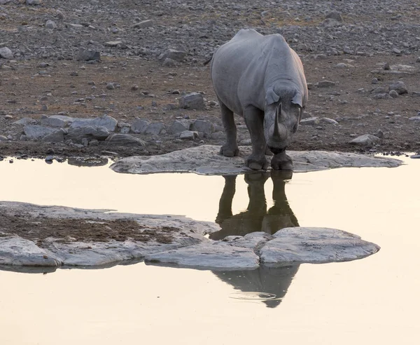 Белый носорог в природном парке Намибия — стоковое фото