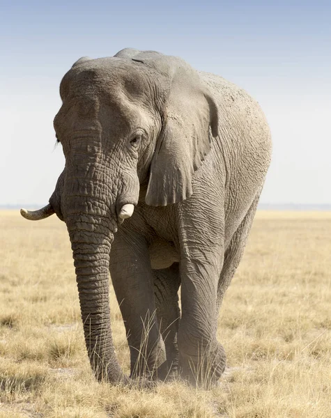 Afrikanischer Elefant in Namibia — Stockfoto