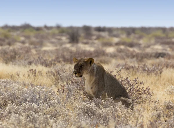 Çalıların arasında güzel bir dişi aslan — Stok fotoğraf