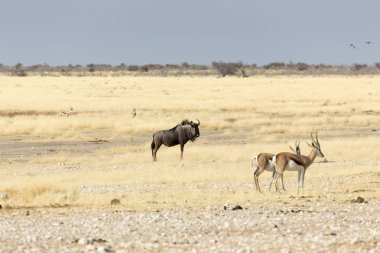 Namibya savanındaki Etosha 'da bufalo.
