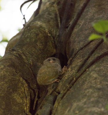 sulawesi içinde tarsius