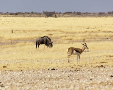 Namibya savanındaki Etosha 'da bufalo.
