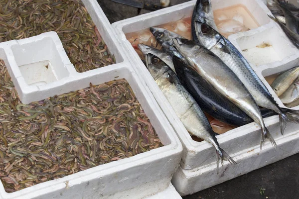 Wormen en vissen verkocht op de markt — Stockfoto