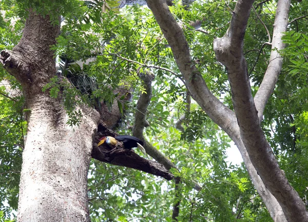 Knobbed Hornbill maschio — Foto Stock