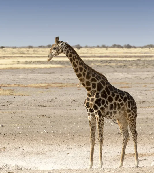 Girafe solitaire dans la savane namibienne — Photo