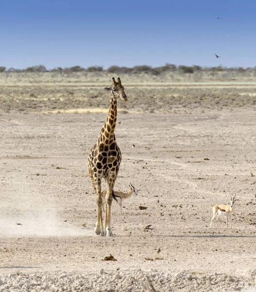 Girafa solitária na savana da Namíbia — Fotografia de Stock