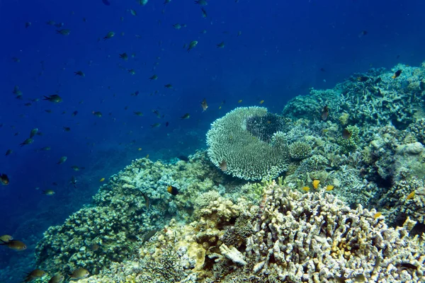 Barriera corallina con moltitudine di pesci — Foto Stock