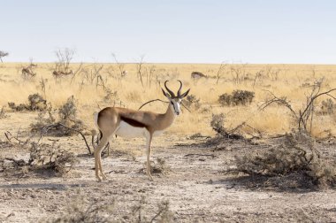A springboks in namibian savannah clipart