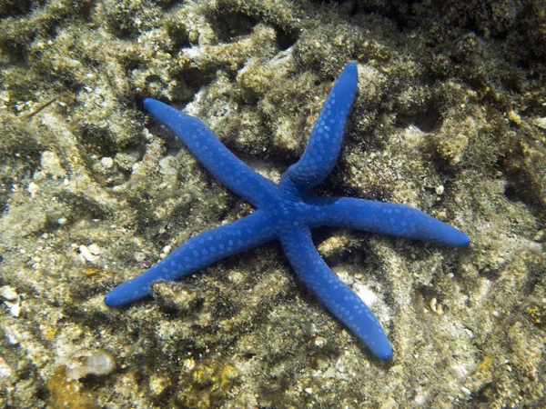 Красивая голубая звезда крупным планом в Сулавеси — стоковое фото