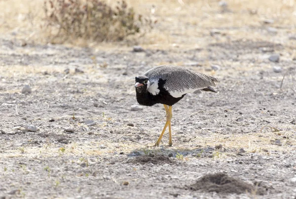 Ein nördlicher schwarzer Korhaan-Vogel — Stockfoto