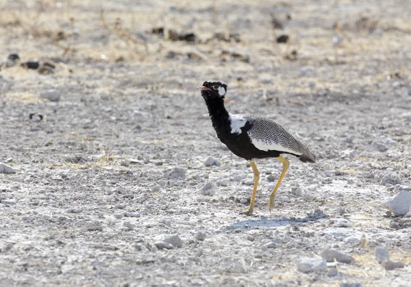 Nördlicher schwarzer Korhaan in Namibia — Stockfoto