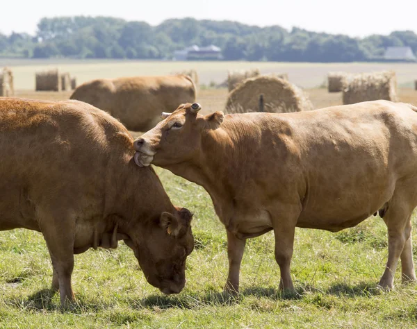 Twee koe dicht omhoog kussen, Noord Frankrijk — Stockfoto