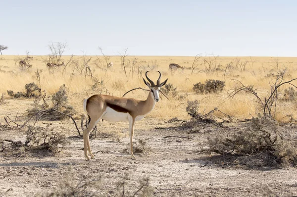 Een springboks in Namibische savannah Stockfoto