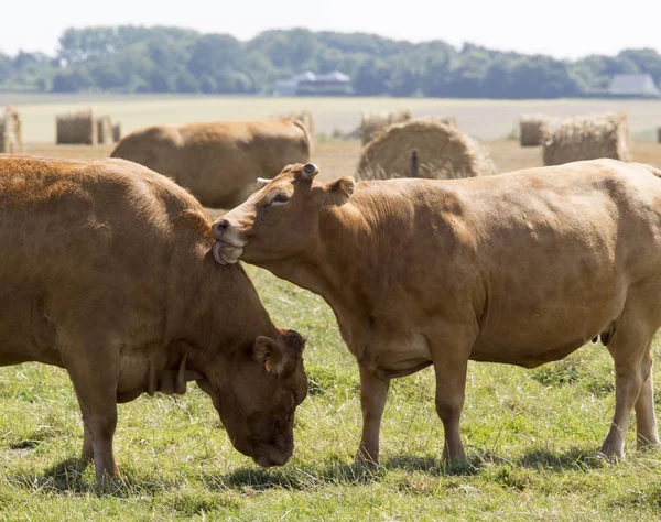 Twee koe dicht omhoog kussen, Noord Frankrijk Stockfoto