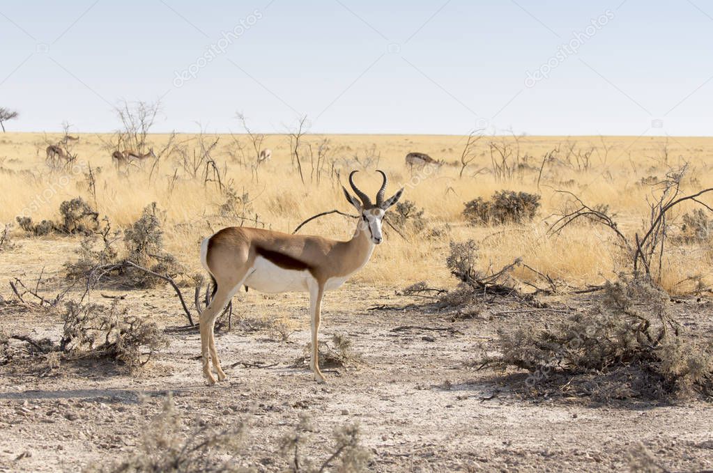 A springboks in namibian savannah