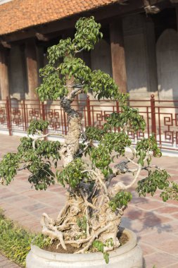 bir Sarayı önünde güzel bonsai