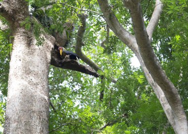 Burda Kartallar erkek
