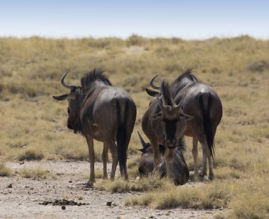 Namibya'da bir bufalo grubu