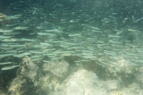 Escola de peixes no mar de ilhas Togian — Fotografia de Stock